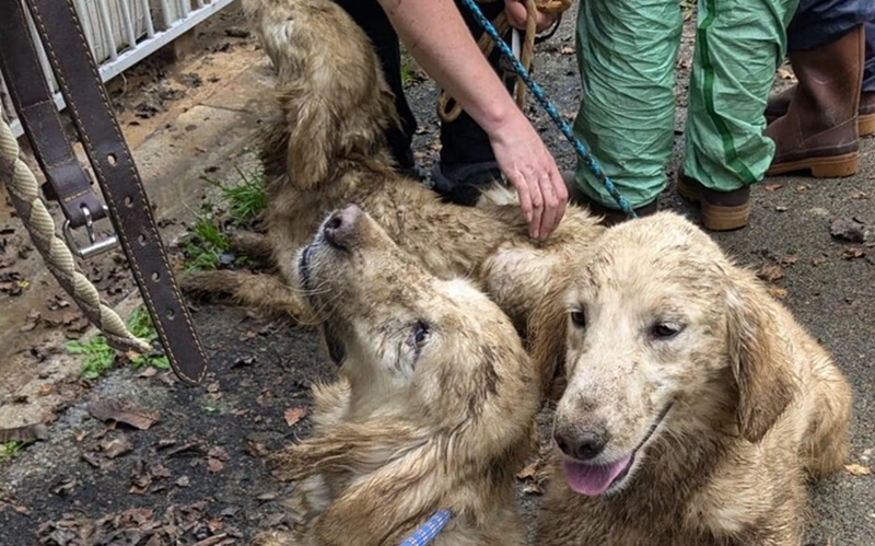 Saisie de 90 chiens maltraités en Morbihan